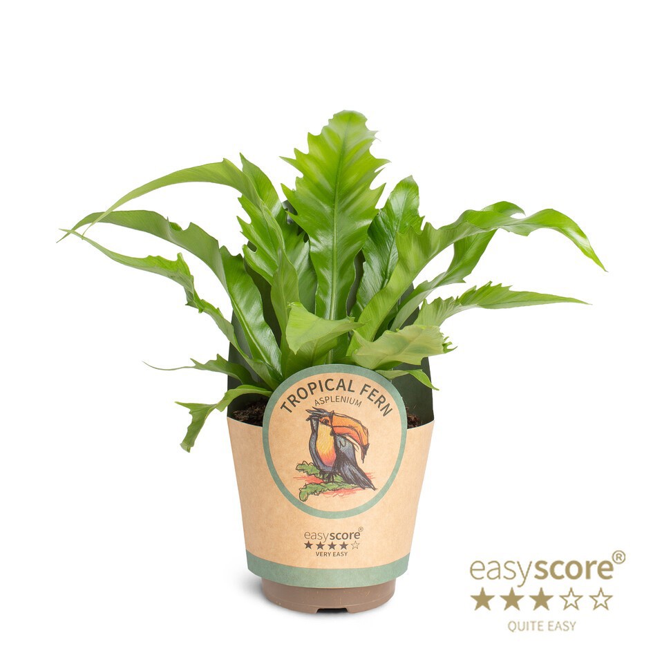 Asplenium 'Dakila', D 11