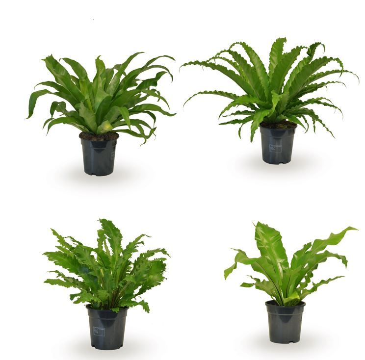 Asplenium gemengd, D 17