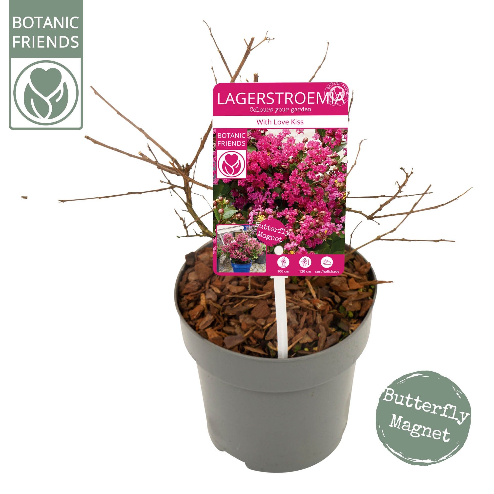 Lagerstroemia ind. 'With Love Kiss', D 19