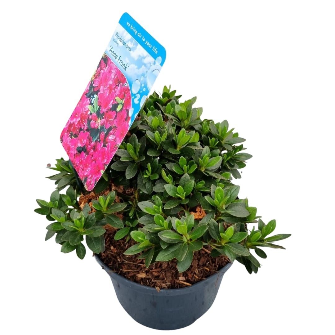 Rhododendron (AJ) 'Anne Frank', D 18
