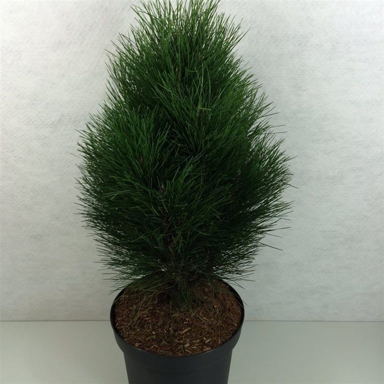 Pinus nigra 'Green Tower', D 29
