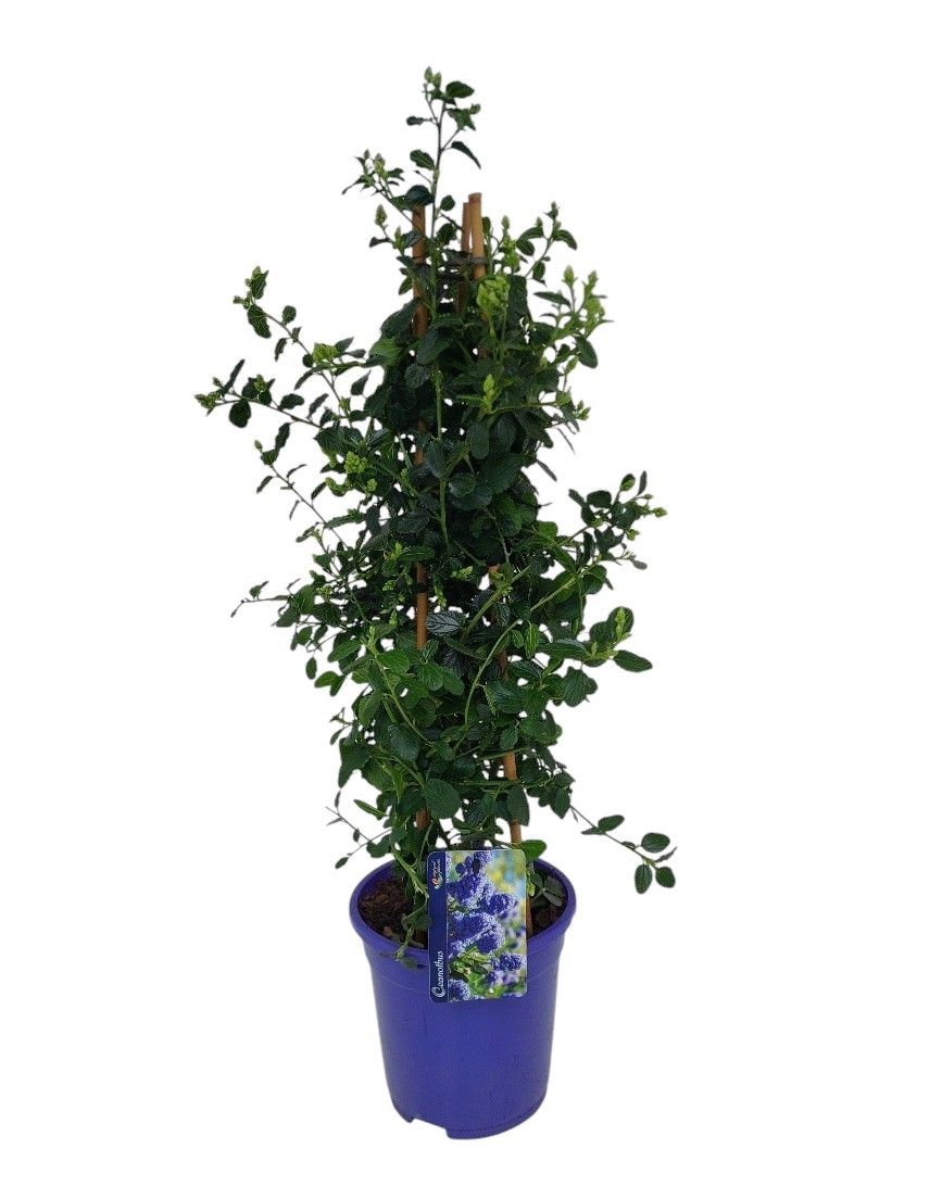 Ceanothus thyrsiflorus var. repens bamboo Piramide, D 17