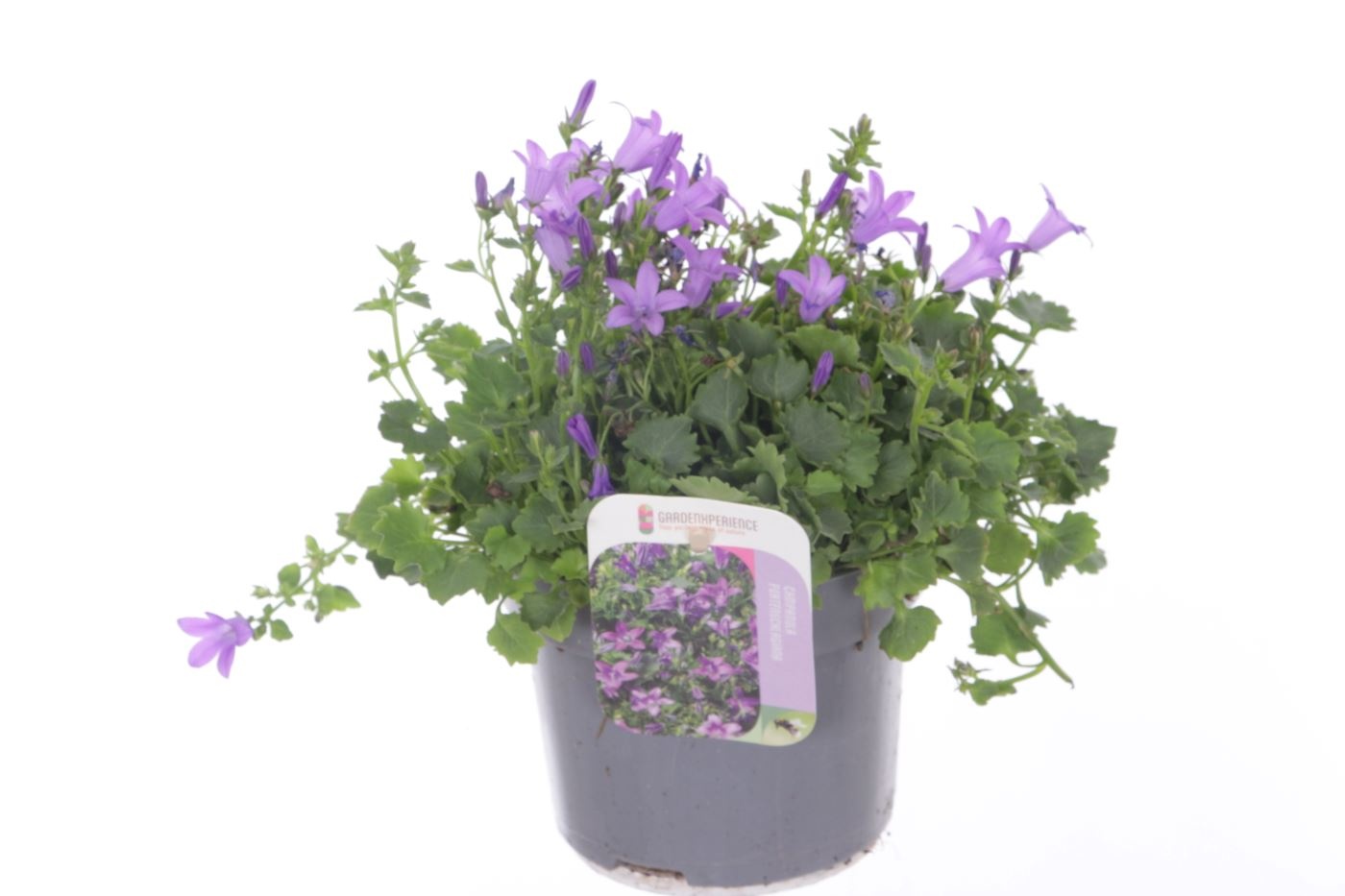 Campanula port. Clockwise, D 13