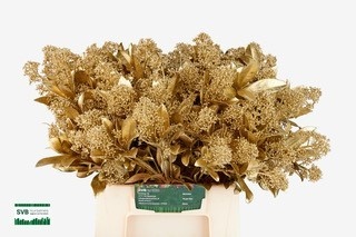 Скимия Овериг крашеный за пучок (краш. ) 40, пуч.