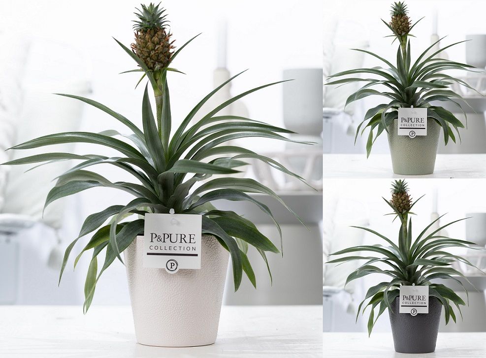 Ananas Rosita in P&PURE Ruby ceramics ass. 3, D 12