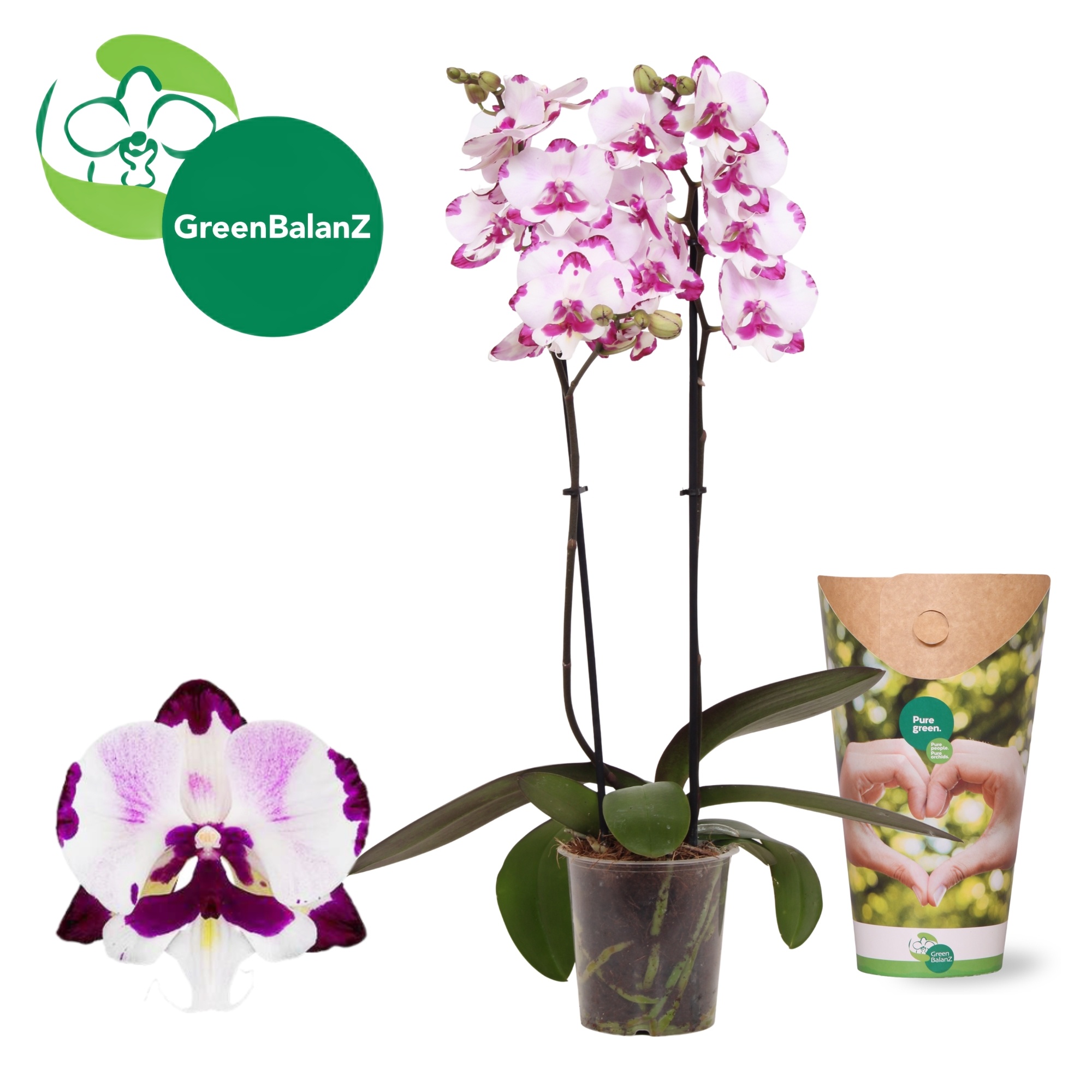 DesignZ - Epic 2 tak in Potcover, D 12 cm