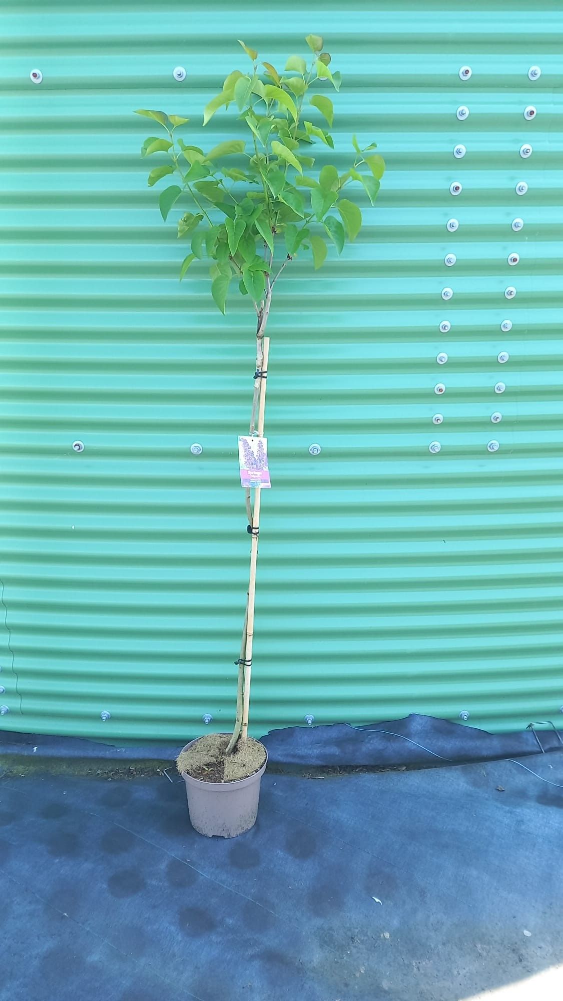 Syringa vulg. 'And. An Ludwig Spath' -- stam 100 cm, D 23