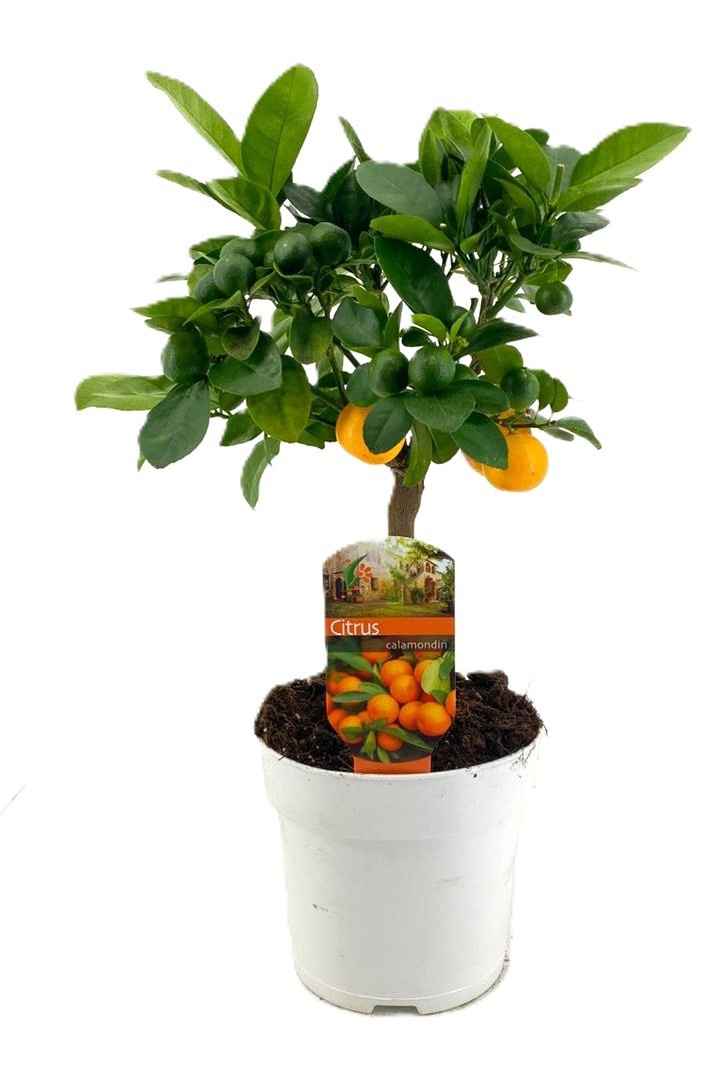 Citrus calamondin, D 15