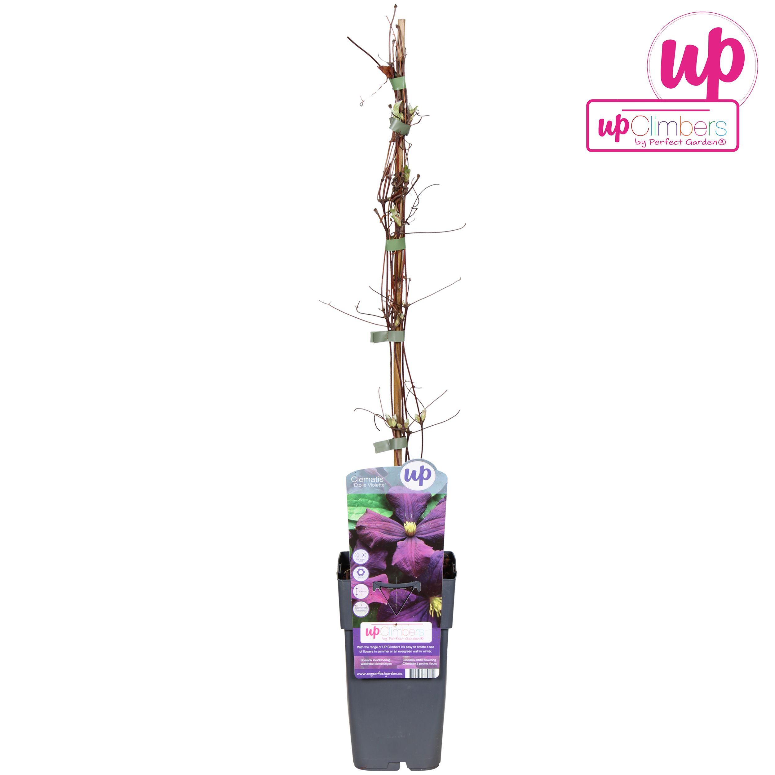 Clematis Viticella 'Etoile Violette' P15, D 15