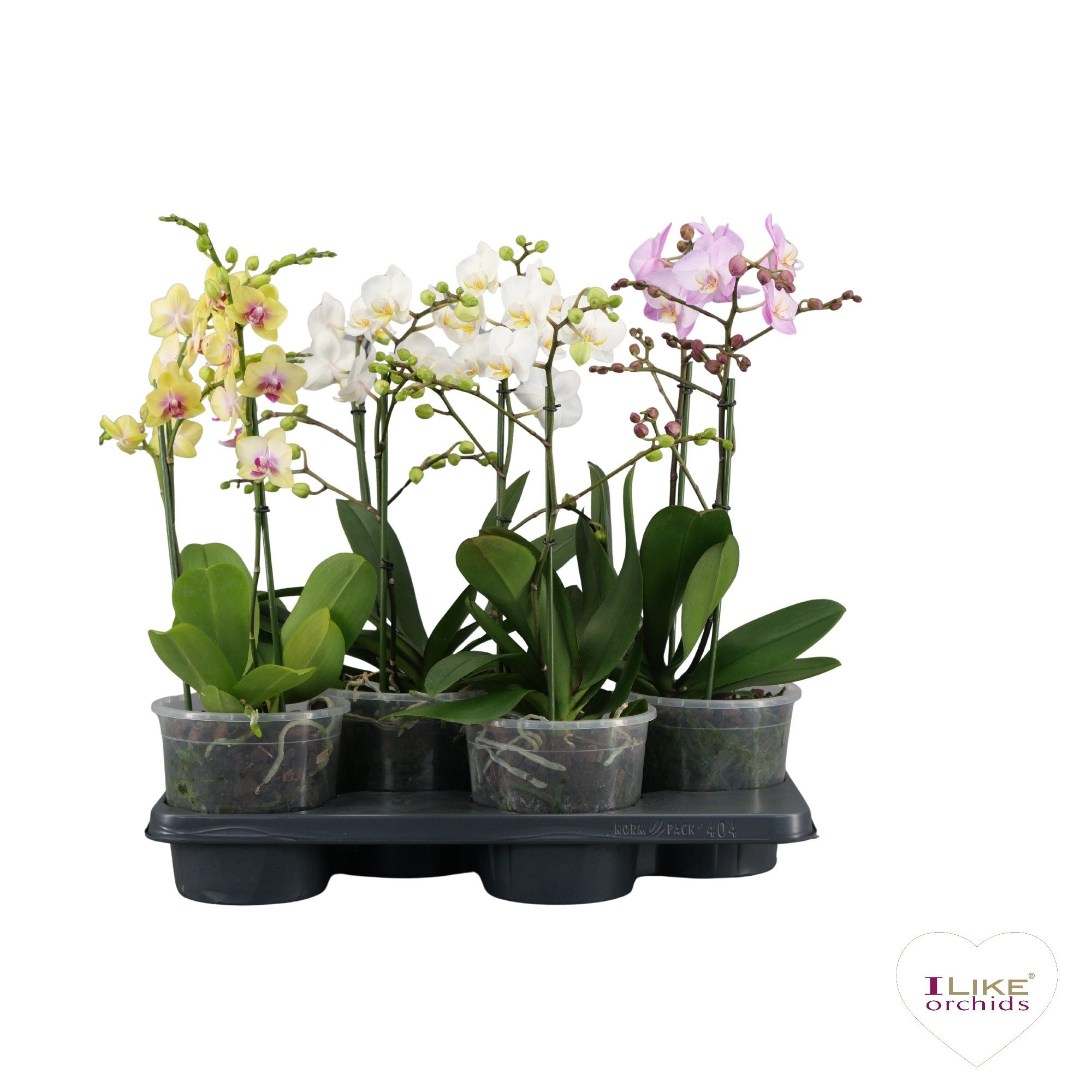 A2 standaard 17 cm Multi, D 17 cm A2 standaard 17 cm Multi, D 17 cm