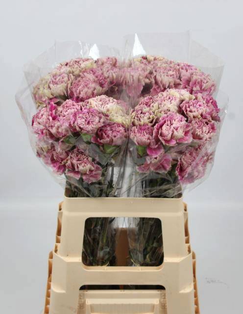 Диантус од. Антигуа, шт.