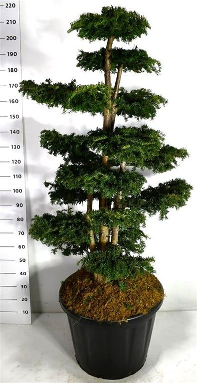 Taxus b. 'Dovastoniana', D 60 cm