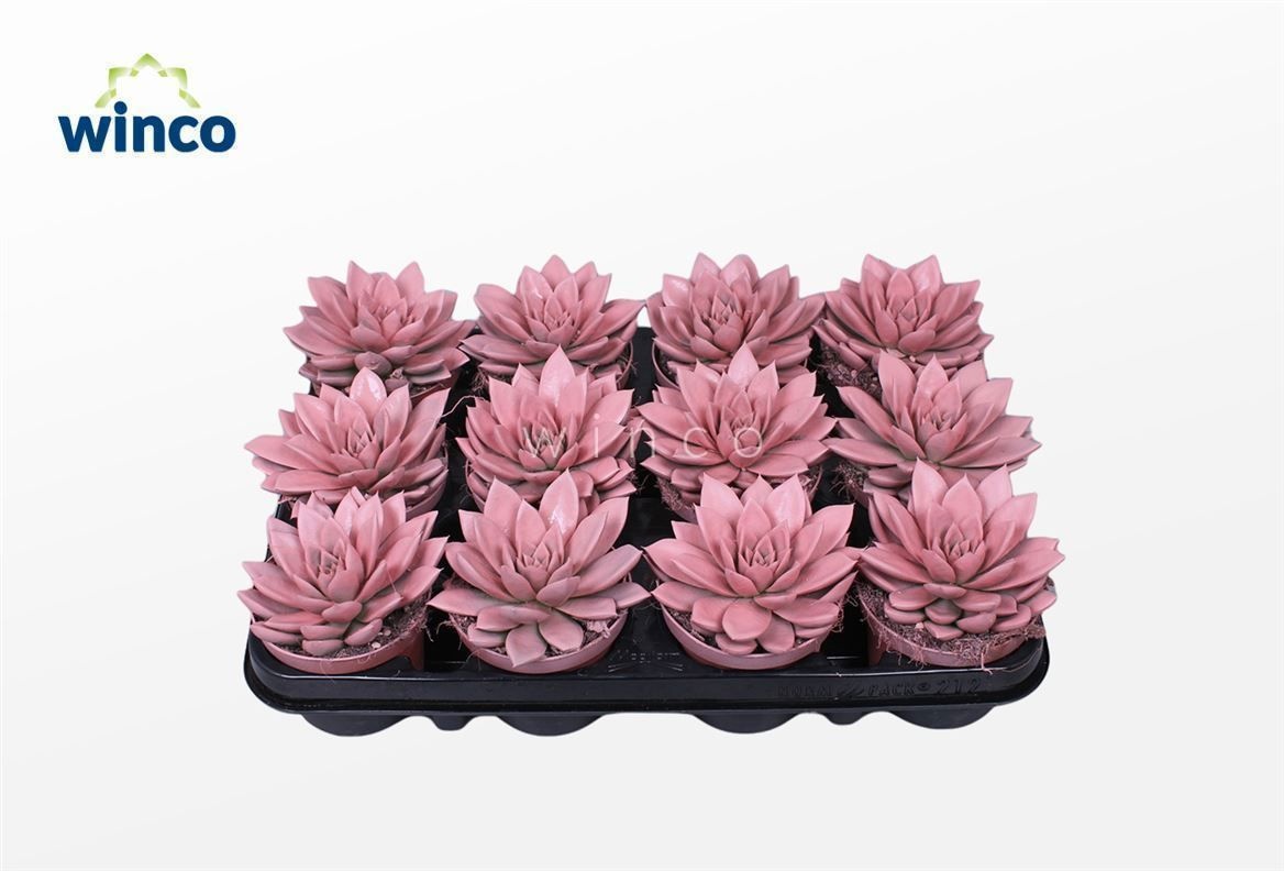 Echeveria Agavoides Paint Pink, D 8,5