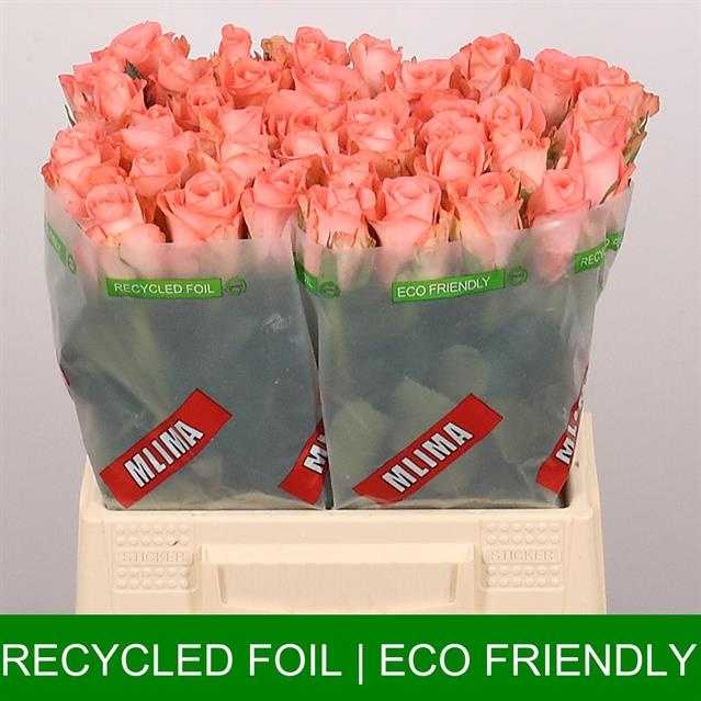 Роза од. Юникорн 40, шт.