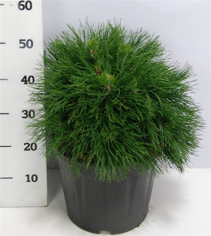 Pinus mugo 'Varella', D 32