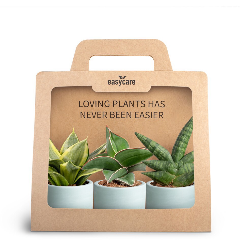 GREEN MIX 3690137 3-pack WB Blue, D 7 cm