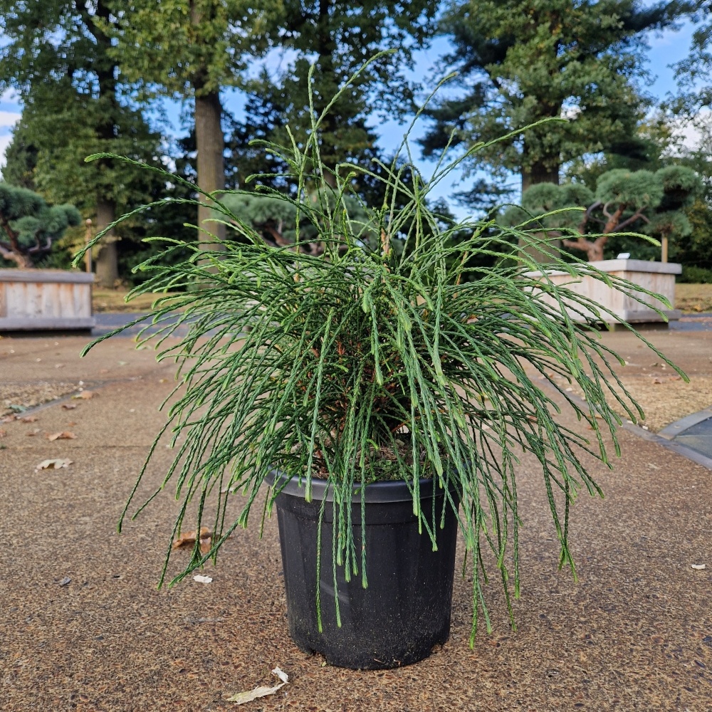 Thuja plicata 'Whipcord', D 24 cm