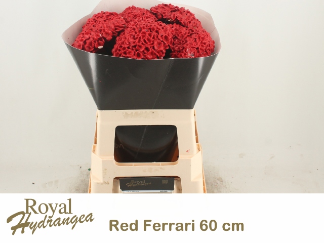 Гортензия Овериг Крашеная (краш. ) 60, шт.