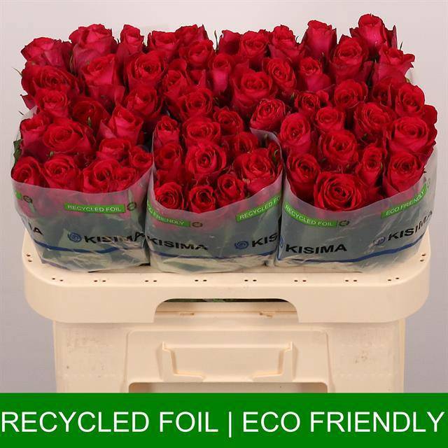 Роза од. Мадам Цериз 60, шт.