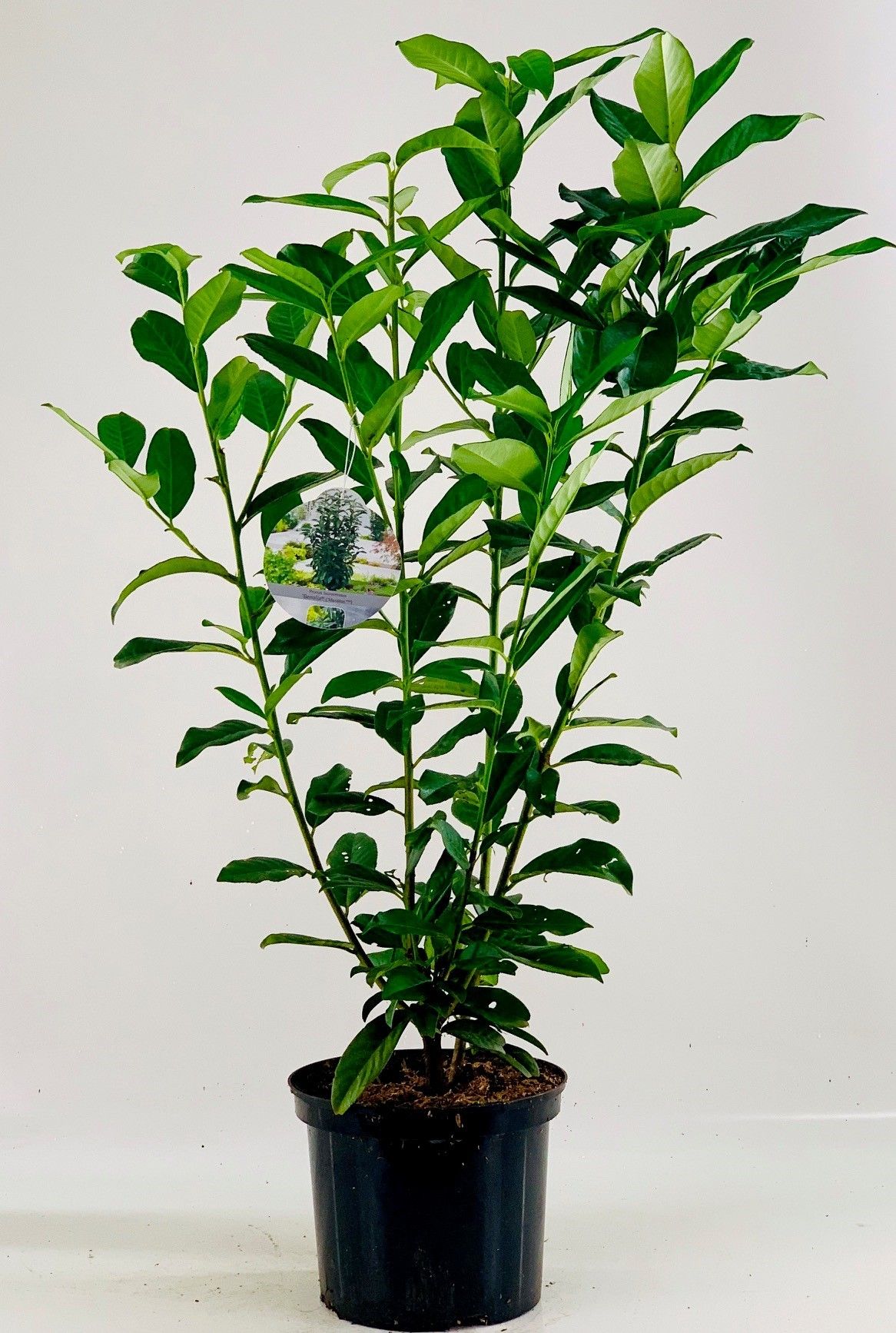 Prunus laur. 'Genolia' ® 60-80 cm, D 23