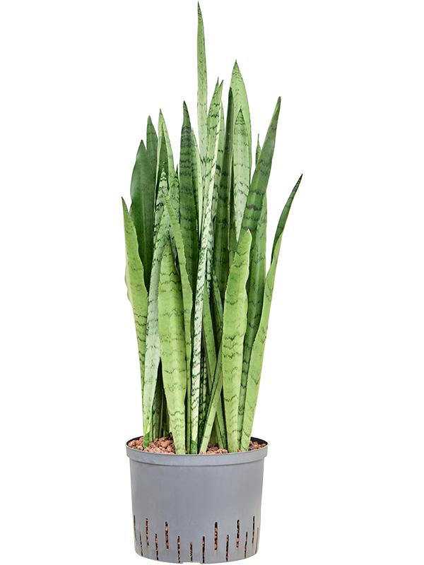 Sansevieria trifasciata 'Silver Mist', D 25