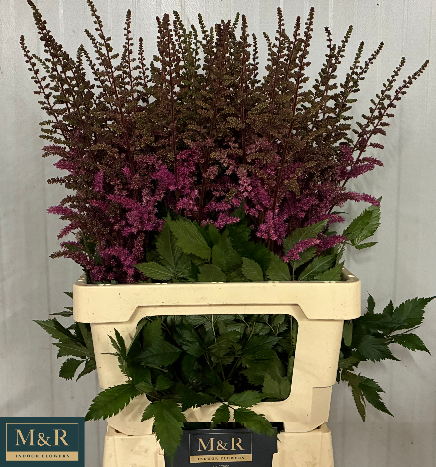 Астильба Мэгги Дейли 70, шт.