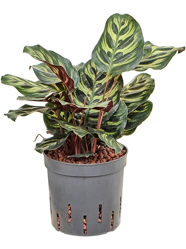 Calathea 'Makoyana', D 13