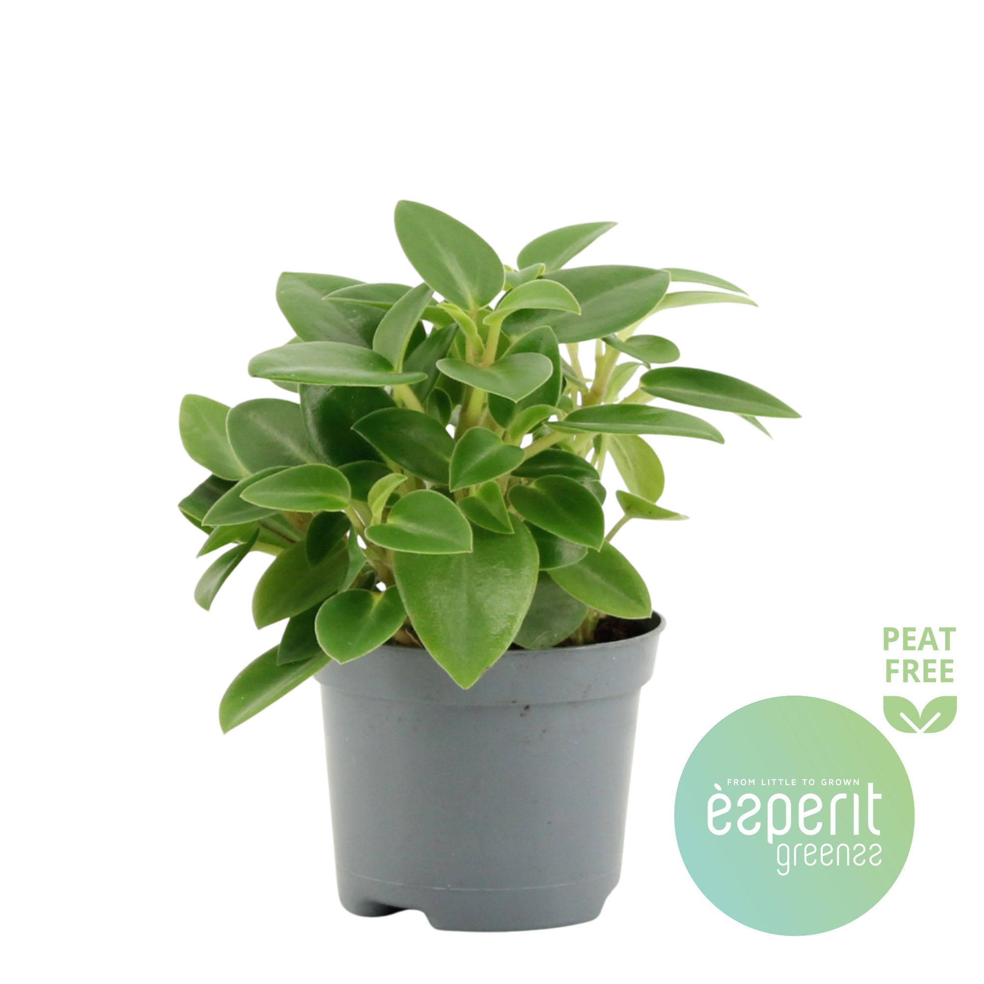 Peperomia Pixie Green, D 8,5