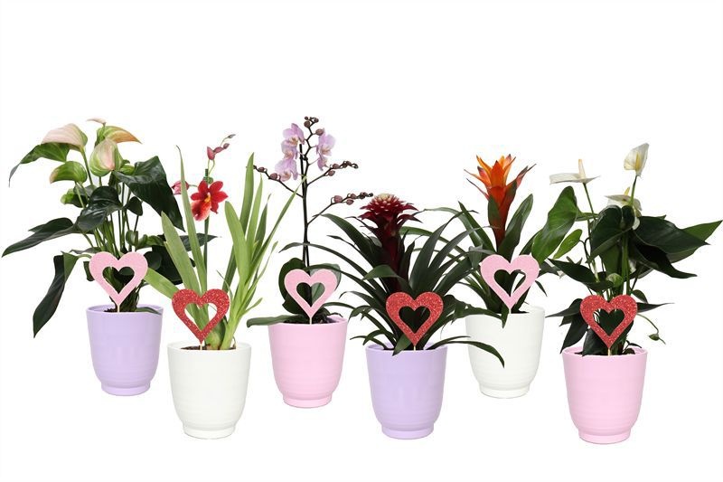 Fem p12 love mix Epifyten mix, D 12