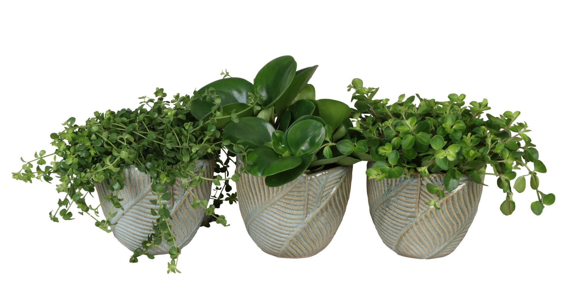 L 67312 with Peperomia Mix 12 cm, D 12 cm