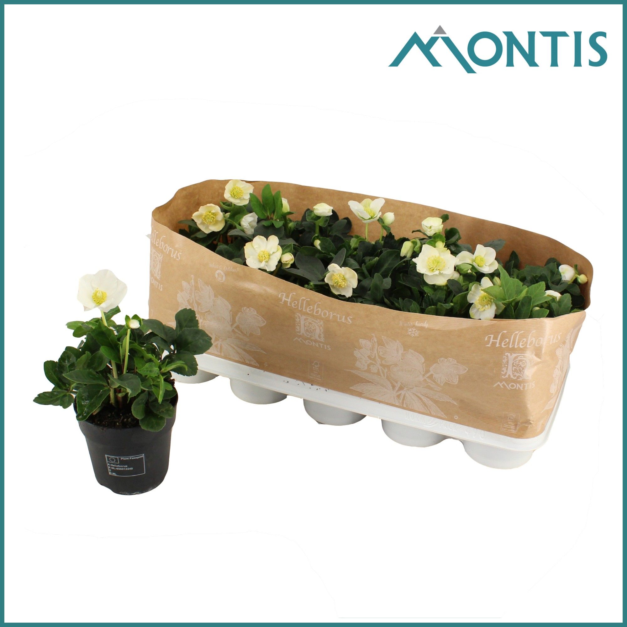 Helleborus Christmas Carol 12 cm Medium, D 12 cm