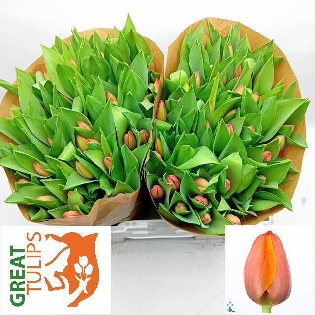 Тюльпан од. Ад Рэм (оранж.), шт.