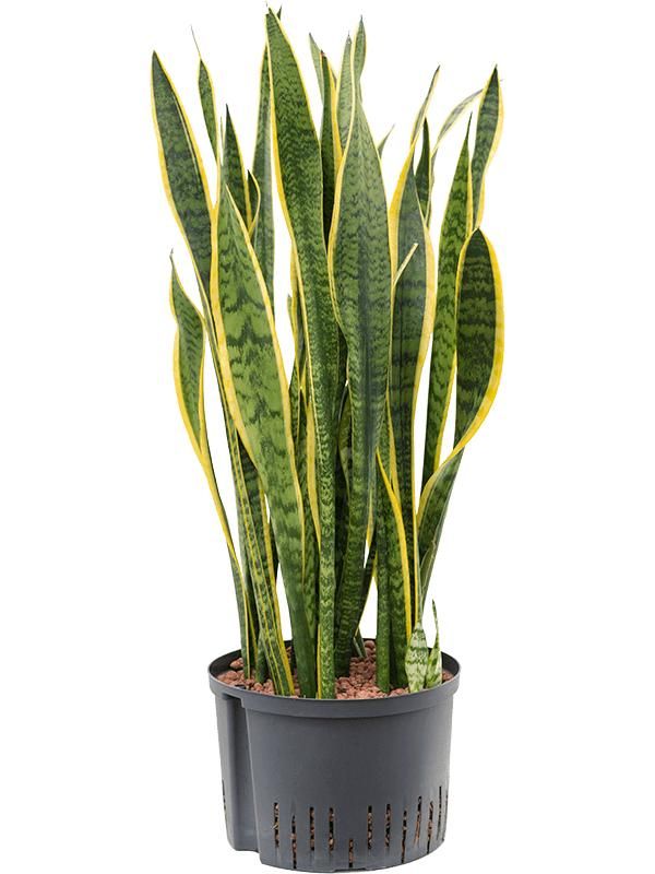 Sansevieria trifasciata 'Laurentii', D 28