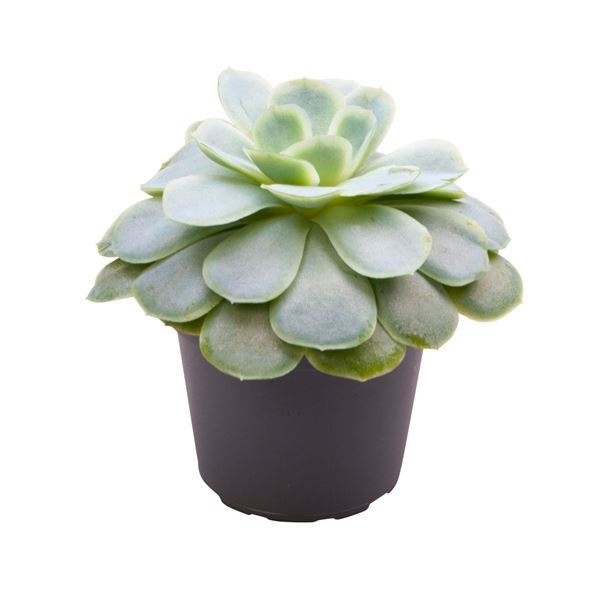 Echeveria Elegans, D 6 cm Echeveria Elegans, D 6 cm