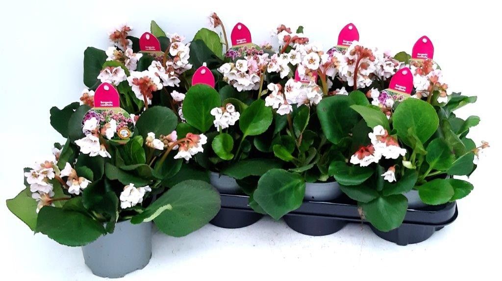 Bergenia cordifolia 'Harzkristall' Roze, D 13