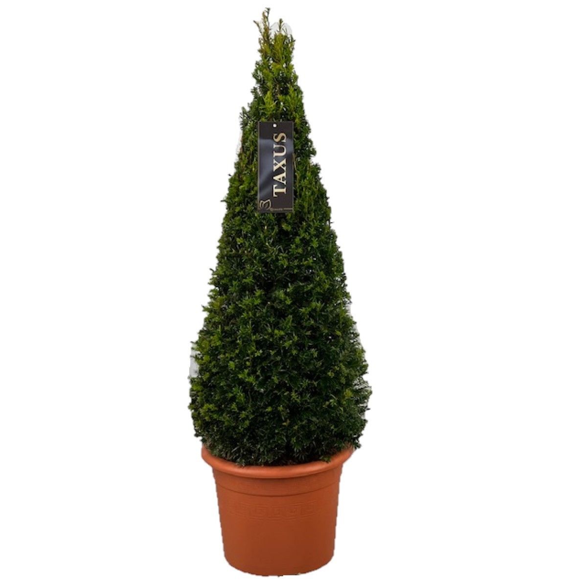 Taxus baccata Pyramiden p26 (th) 80-+ ©, D 24