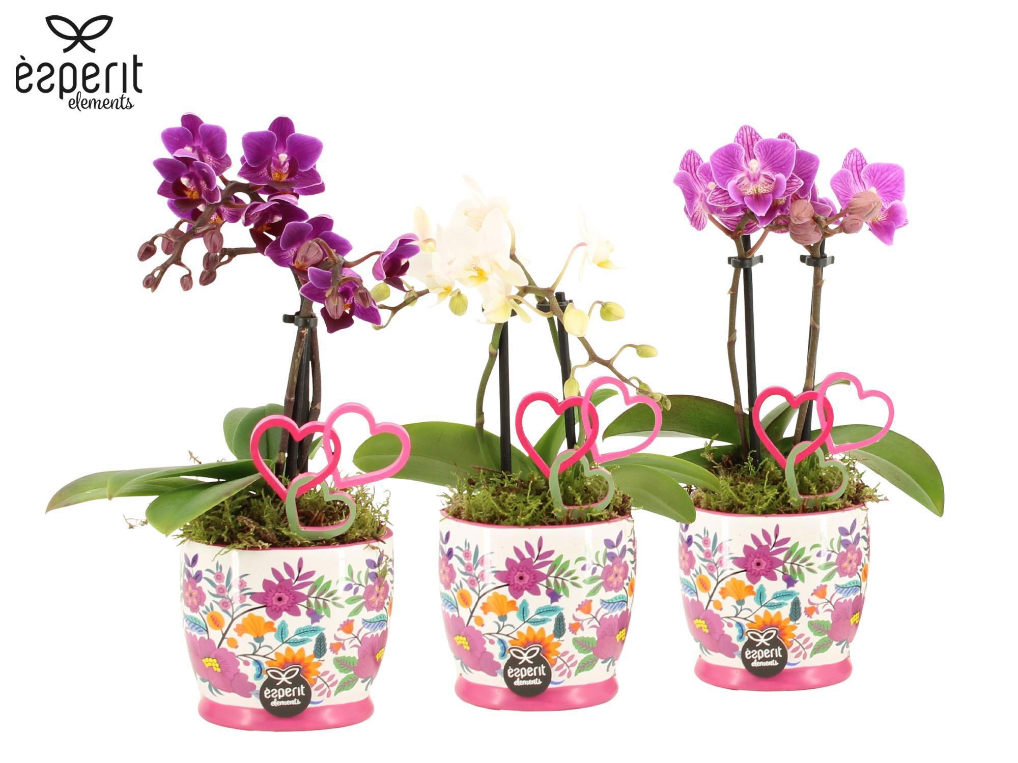 22109: Lovess arrangement, D 8