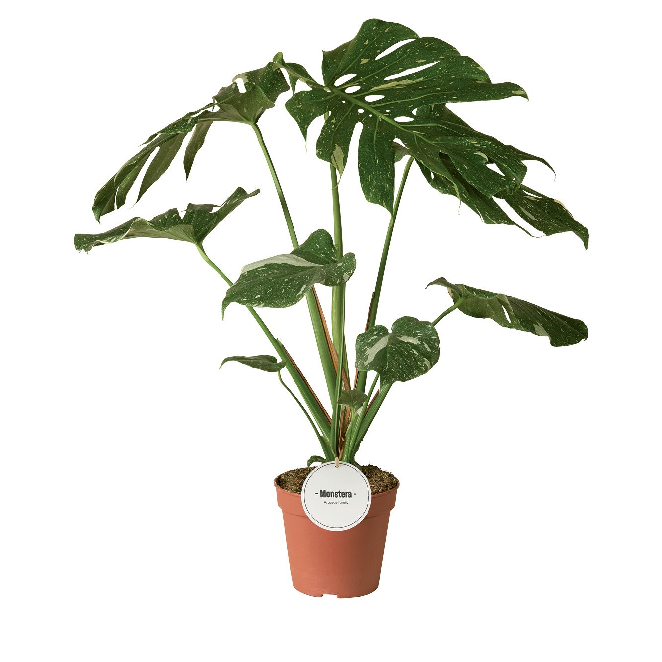Monstera Thai Constellation B-Grade, D 15