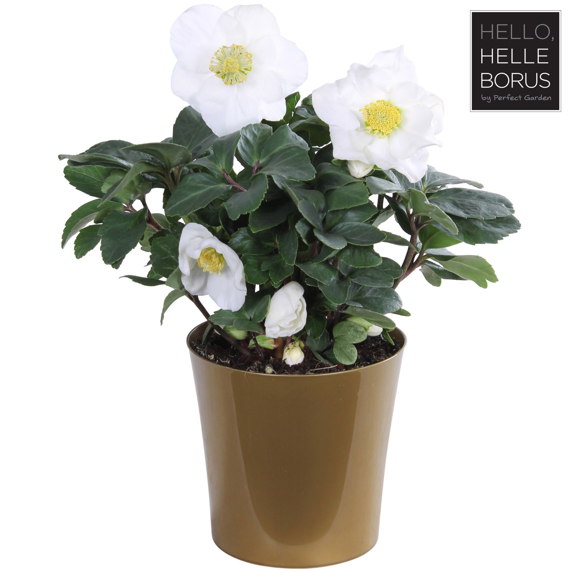 Helleborus niger 'Christmas Carol' P12 (Golden pot L-sortering), D 12 cm