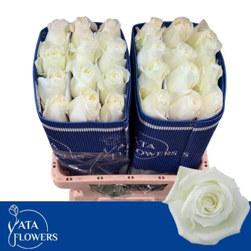 Роза од. Прауд 60, шт.