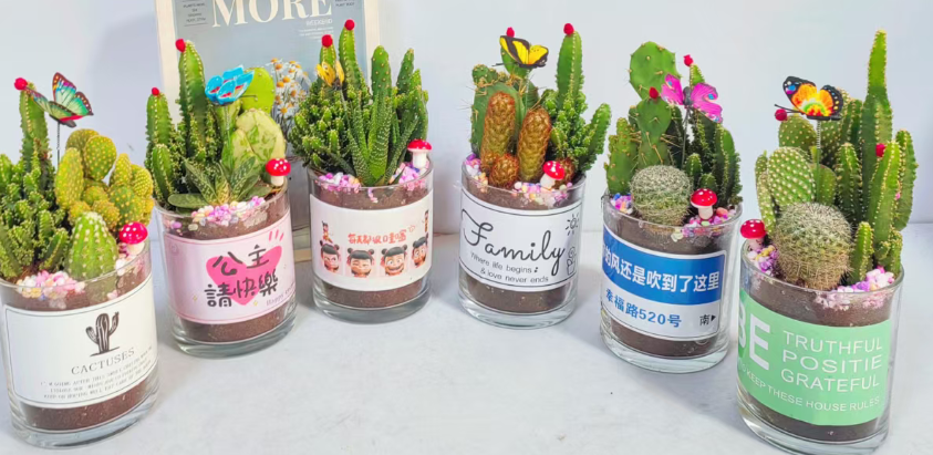 Кактус Гласс раунд пот сет 11 18