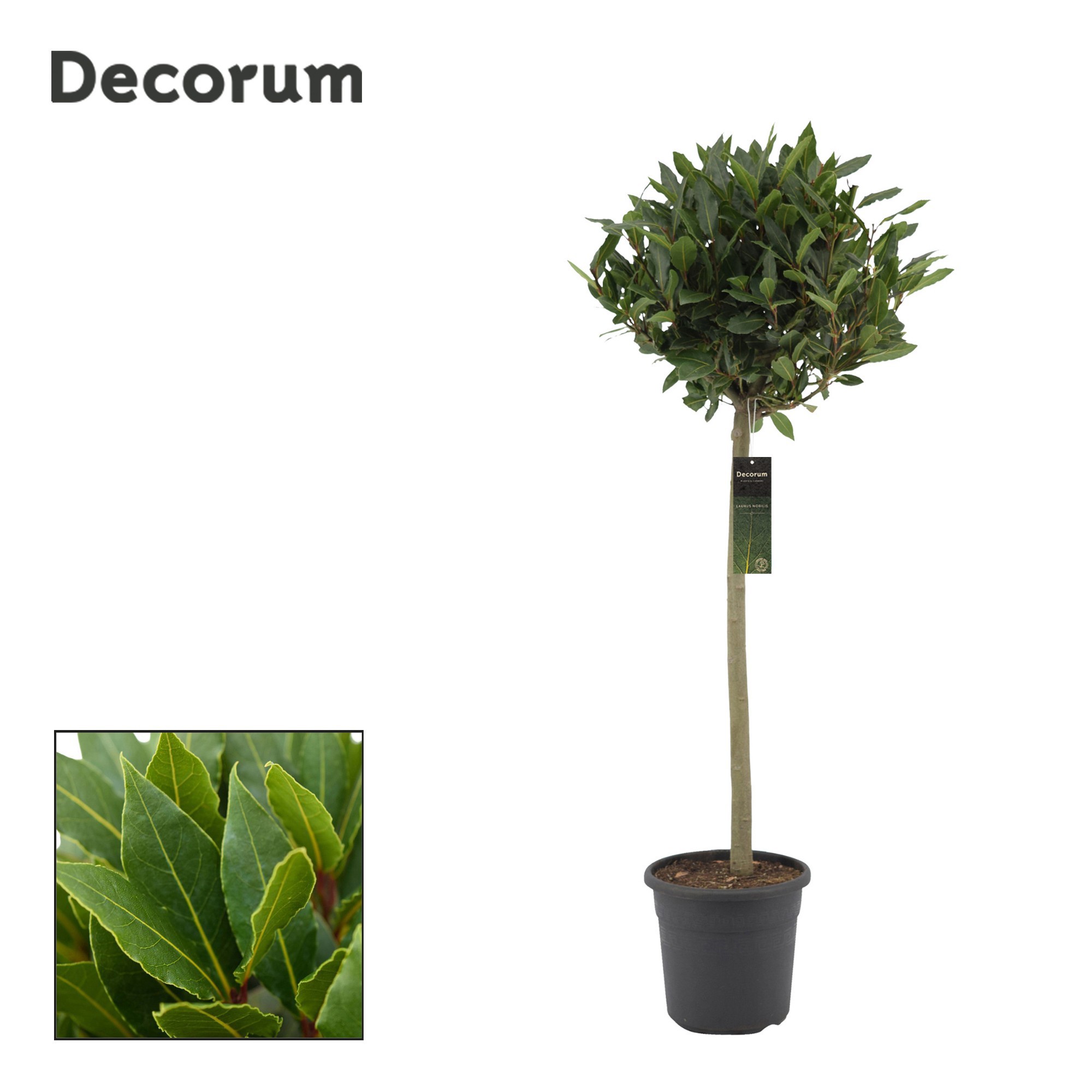 Laurus nobilis Bol op stam, D 25 cm