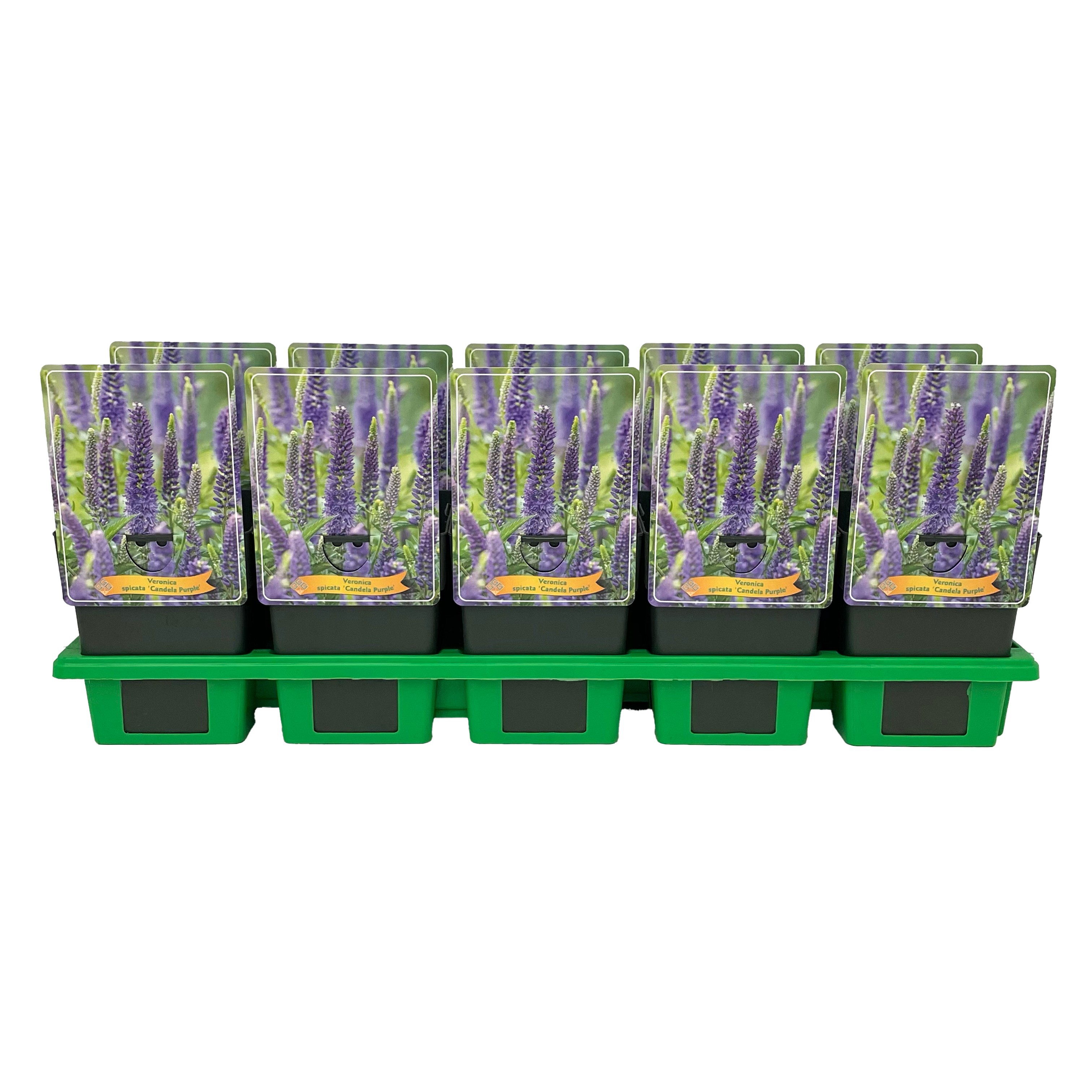 Veronica spicata 'Candela Purple' P11, D 11