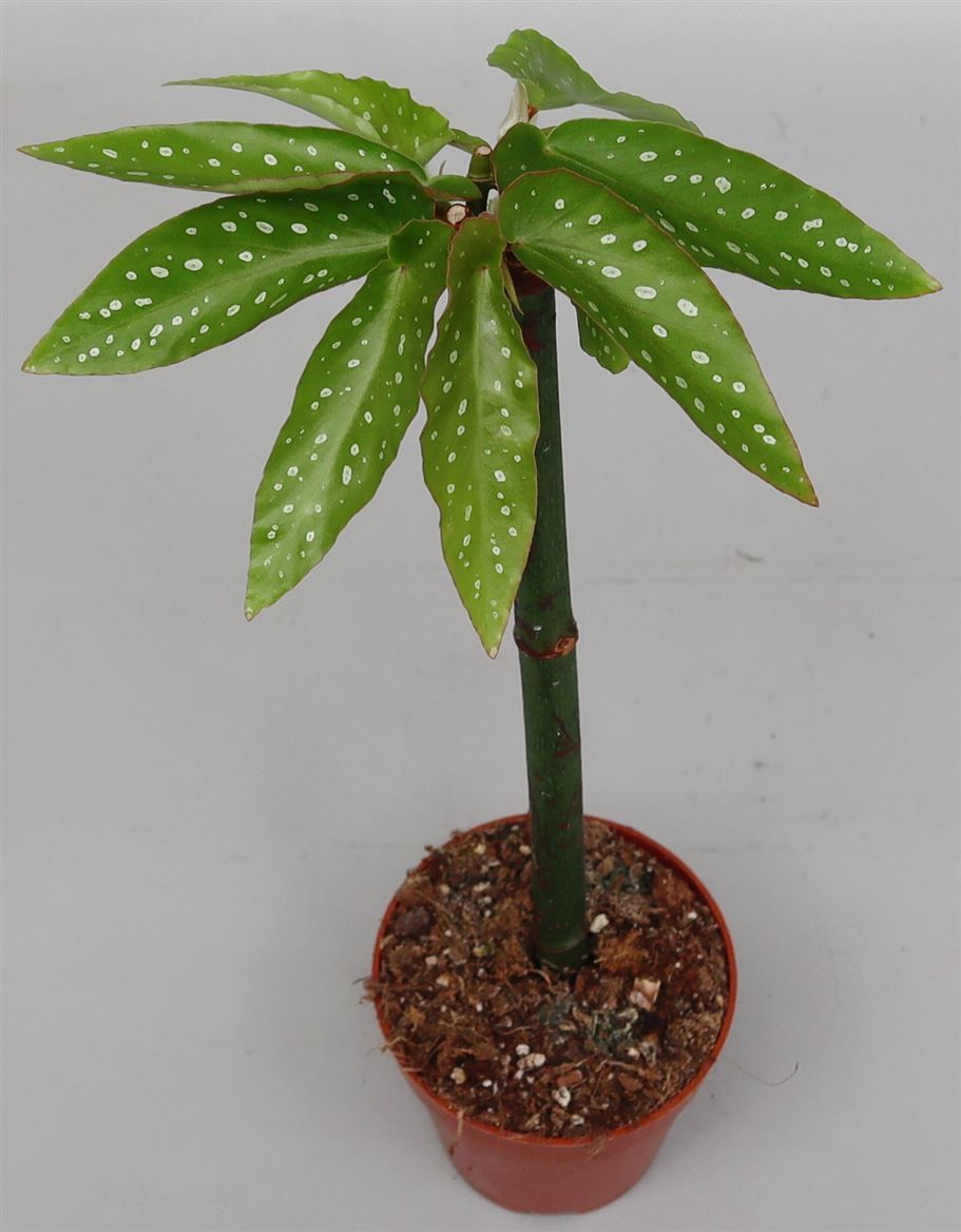 Begonia 'Tamaya' Rose zonder Bloem, D 9