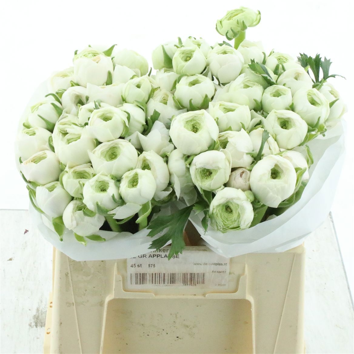 Ранункулус Саксесс Ханой 35, шт.