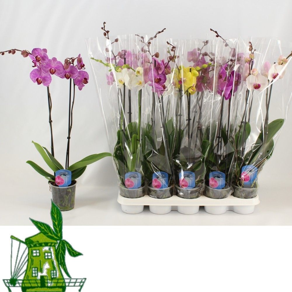2 Tak Phalaenopsis MIX, 12+ Knop, 50 CM, D 12