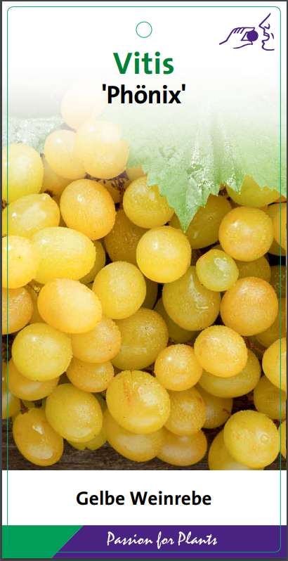 Vitis 'Phönix' 80CMC2, D 17 cm