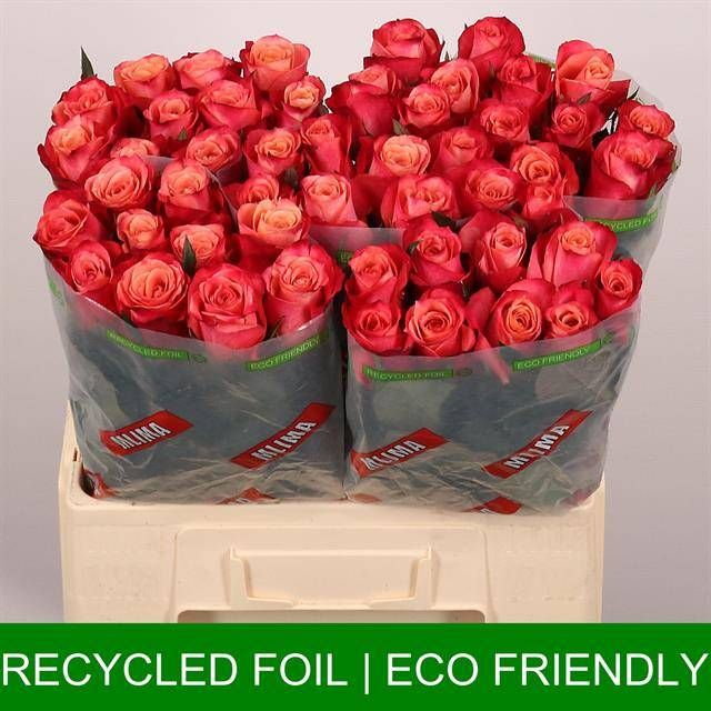 Роза од. Хелен 70, шт.