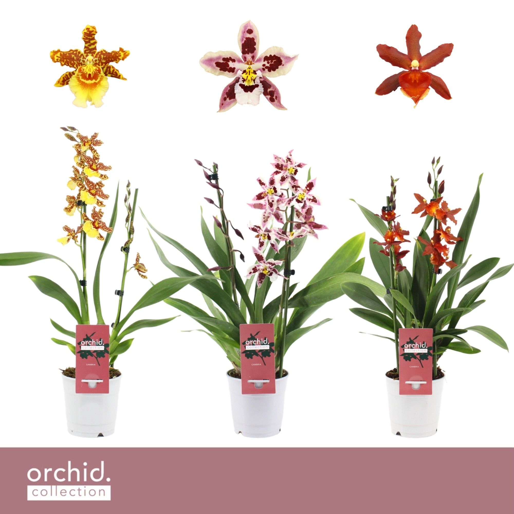 Cambria, Mix 2-spike 'Orchid Collection', D 12