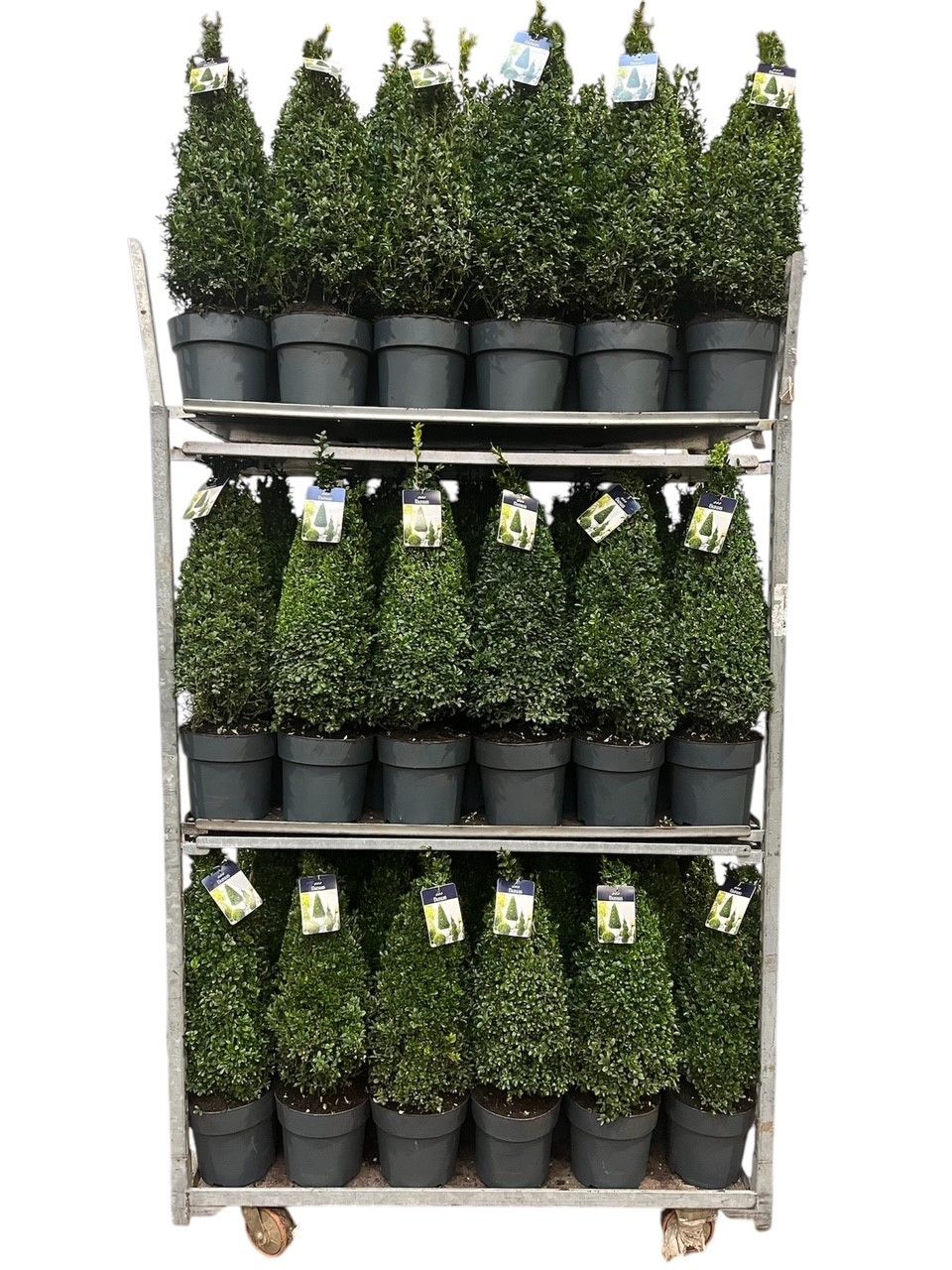 KAR: Buxus semp. Pyramide 50-60 cm c5/p23, D 23